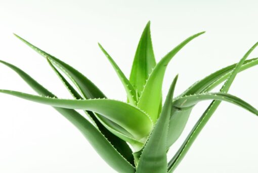 closeup shot green aloe vera plant white _Aloe Concentrate Unflavored